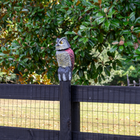 owl figurine camera — side profile (2)
