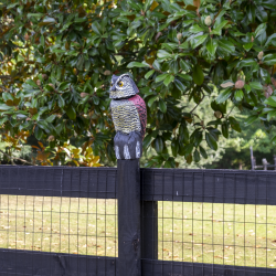 owl figurine camera — in use (2)