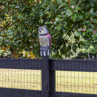 owl figurine camera — in use (2)