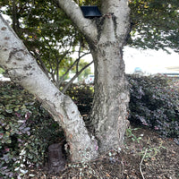 Tree Stump Camera and Solar Panel Placed in a Tree